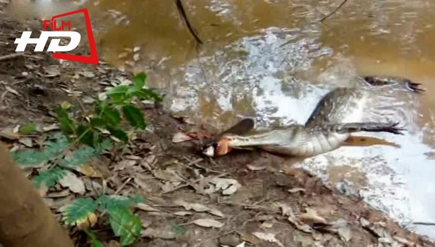 Крокодил Vs Электрического угря. Жесть / Электрический угорь обездвижил огромного крокодила