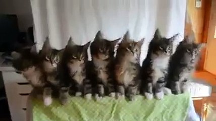 Wiggle Wiggle Cats