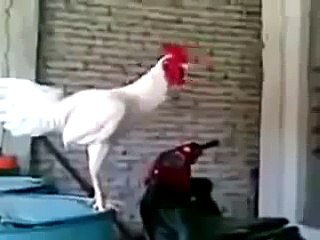 Tam Ötecekken Gülen Horoz