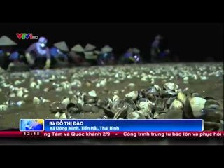 Thái Bình: Hàng trăm hecta ngao chết hàng loạt
