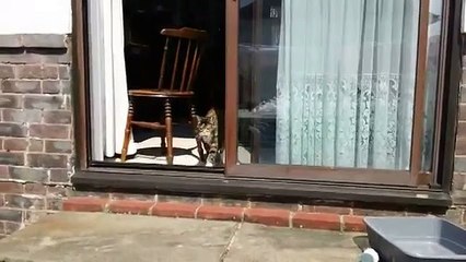 Bu Kedinin Sesi Çok Değişik