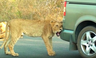 Aslan Arabanın Kaportasını Isırdı