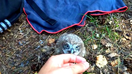 Yavru Baykuş İnsanlarla Oynadı