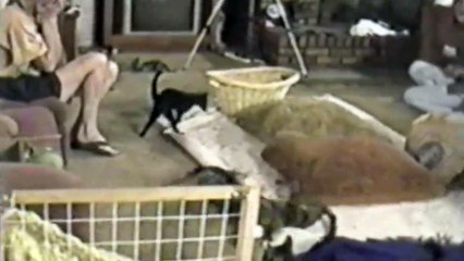 Bu kediler korkunca metrelerce havaya ucuyorlar