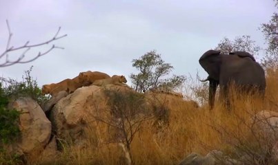 Fil Aslan Sürüsüne Aldırmadan Yanlarından Geçti