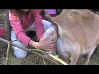 A goat giving birth of six baby