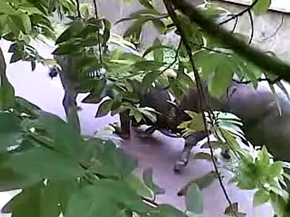 Cow fight