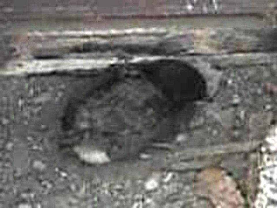 01.05.07  bertha erfindet das staubbaden