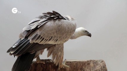 The Surprising Truth About Vultures