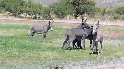 Spring Mountain Ranc   Fighting