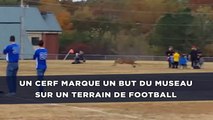 Un cerf marque un but du museau sur un terrain de football