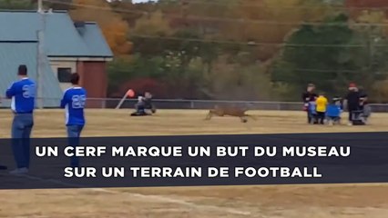 Un cerf marque un but du museau sur un terrain de football