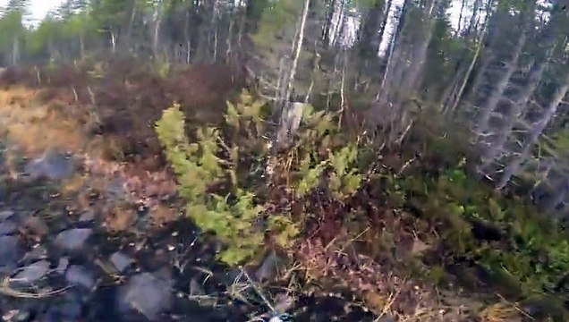 Un Chasseur se jette à l'eau pour Secourir son Chien bloqué au milieu d'un Lac gelé