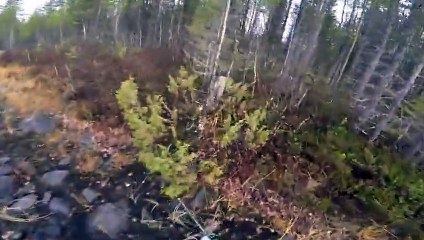 Un Chasseur se jette à l'eau pour Secourir son Chien bloqué au milieu d'un Lac gelé