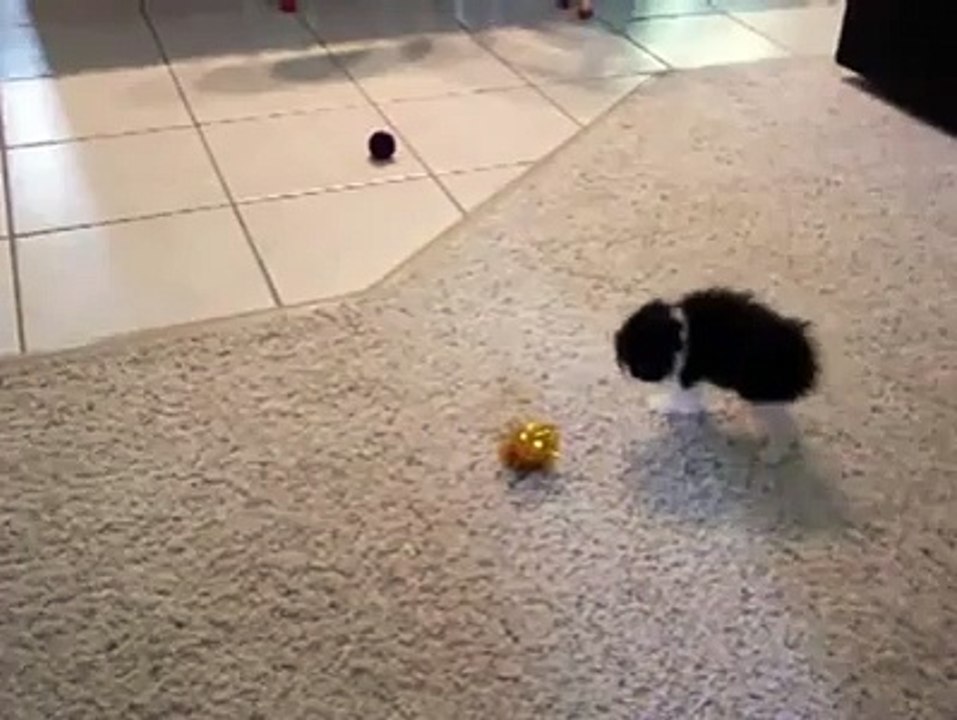 Crazy Kittens