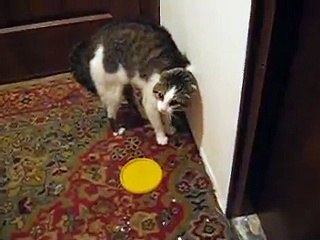 Уйди!Уйди! Говорящий кот