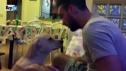 Собака Извиняется Перед Хозяином !