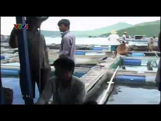 Tìm giải pháp cho tôm hùm Việt Nam