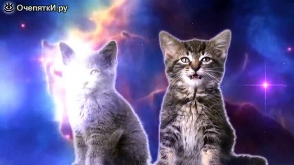 Космический кошачий хит
