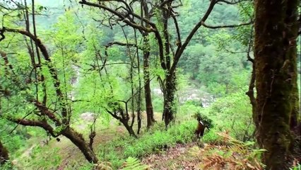 Hallucinogen Honey Hunters - Hunting mad honey - documentary