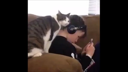 Cat just wants to cuddle!