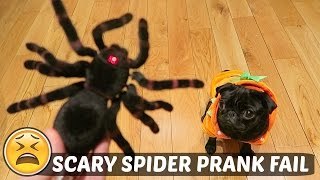SCARY SPIDER PRANK FAIL