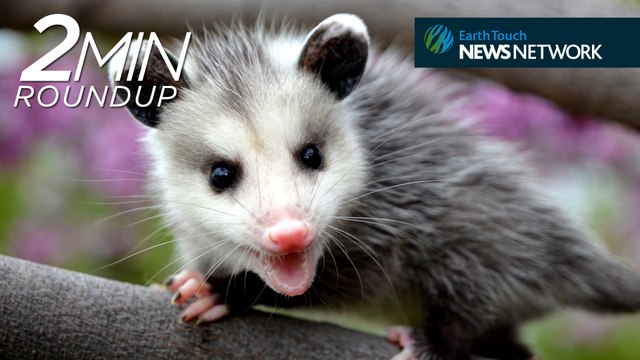 Miley Cyrus against hunting, an epic eel migration & melon-munching opossums