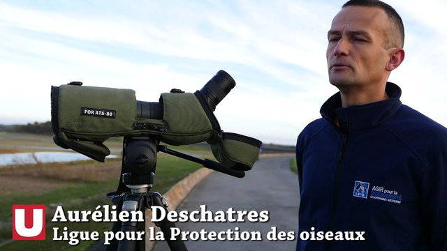 60 000 grues cendrées sont de retour au lac du Der