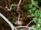 پرندے گھونسلہ کیسے بناتے ہیں ۔۔یہ ویڈیو دیکھیے