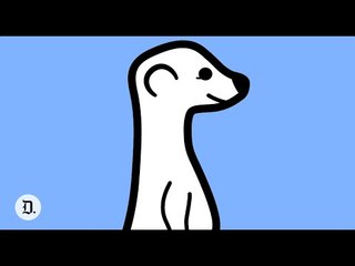 What's next for Meerkat