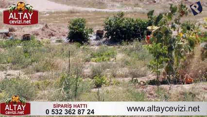 YENİ YETİŞEN ALTAY CEVİZLERİ