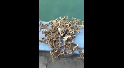 Bisikletli Kız Kazadan Böyle Kurtuldu! - Komik videolar - Funny videos