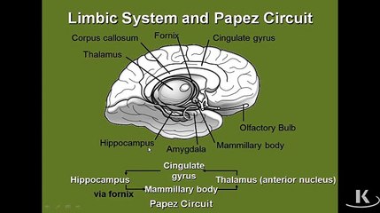 Limbic System parts