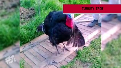 Best Viral Videos of the Week 2 Compilation  May 2015 JukinVideo