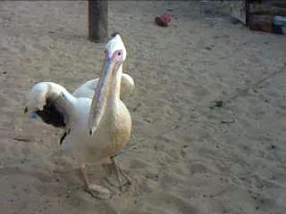 pelican Saint-Louis Senegal 07/2006