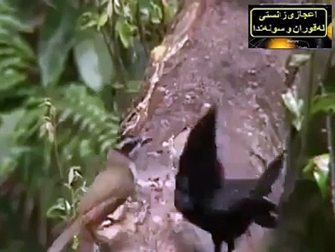 س سے پیاری وڈیو شاید هی کبھی کسی نے دیکھی هو