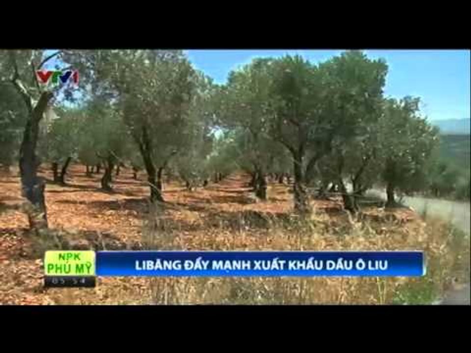 Li băng đẩy mạnh xuất khẩu dầu ô liu