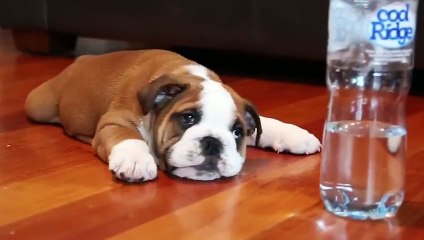 Bulldog Sees Bottle For The First Time