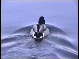 Oiseaux du lac Léman