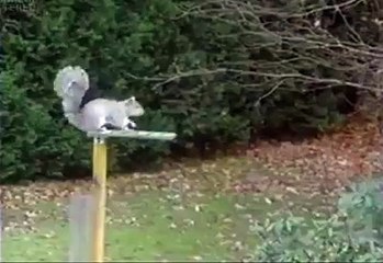 Mission impossible 6 squirrel nation