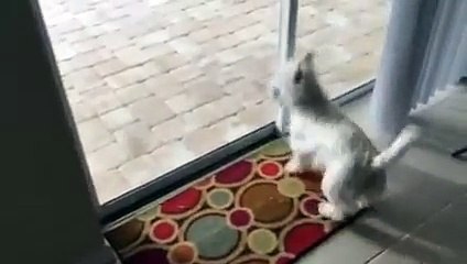 Un Chien trop impatient de Découvrir sa Nouvelle Piscine