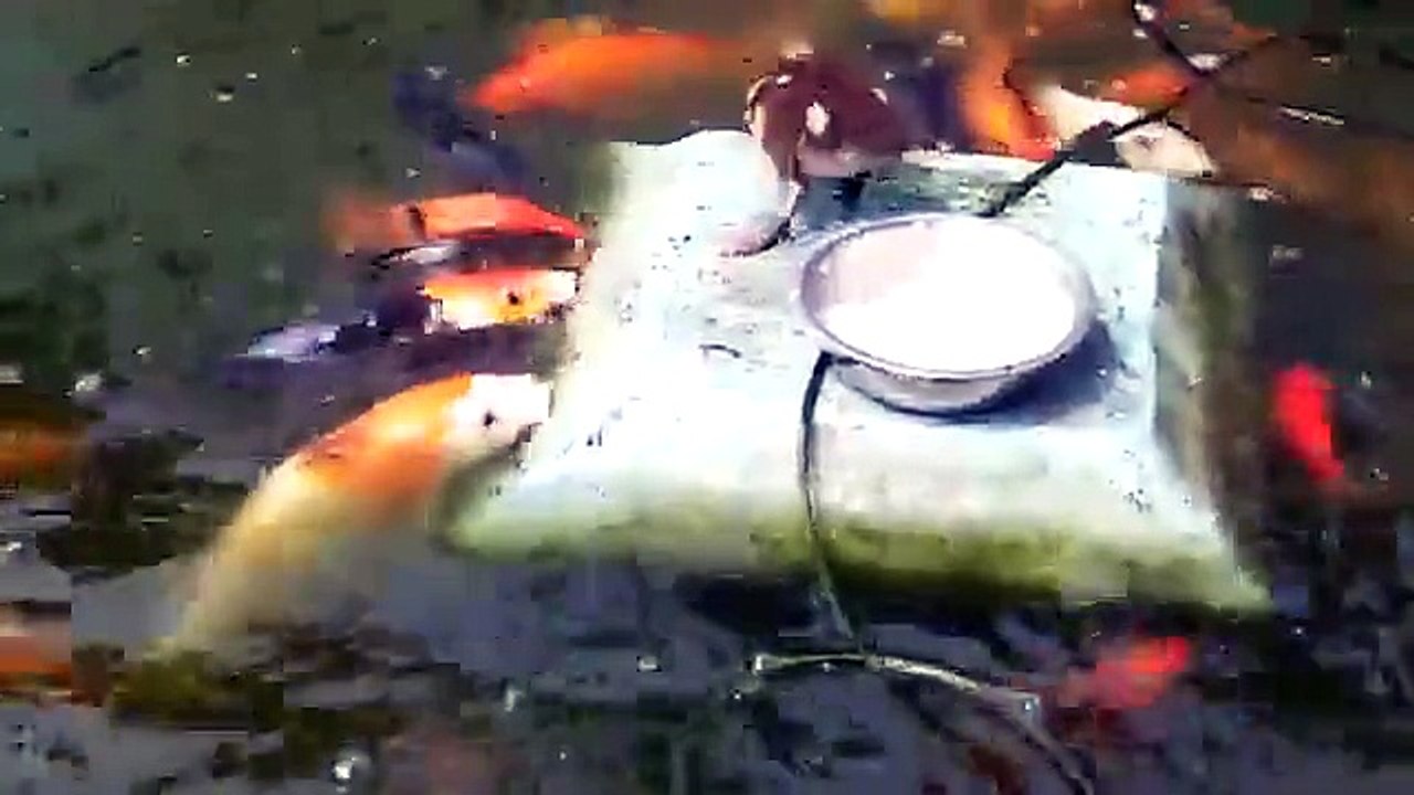 Duck feeding fishes