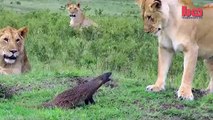 Lion Vs Mongoose Mongoose Fends Off Four Lions-copypasteads.com
