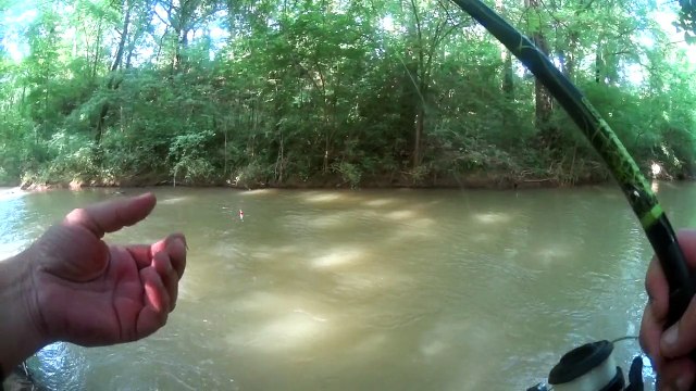 Truite fario pêchée au leurre