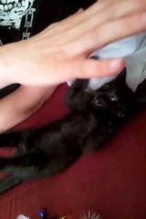 Chaton les pattes en l'air