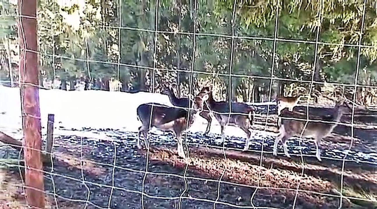 Auf großer Tour im Wildgehege Hellenthal – 2015 – 3