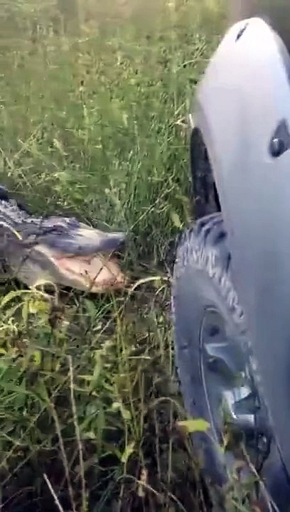 STA ZNA KROKODIL STA JE AUTO