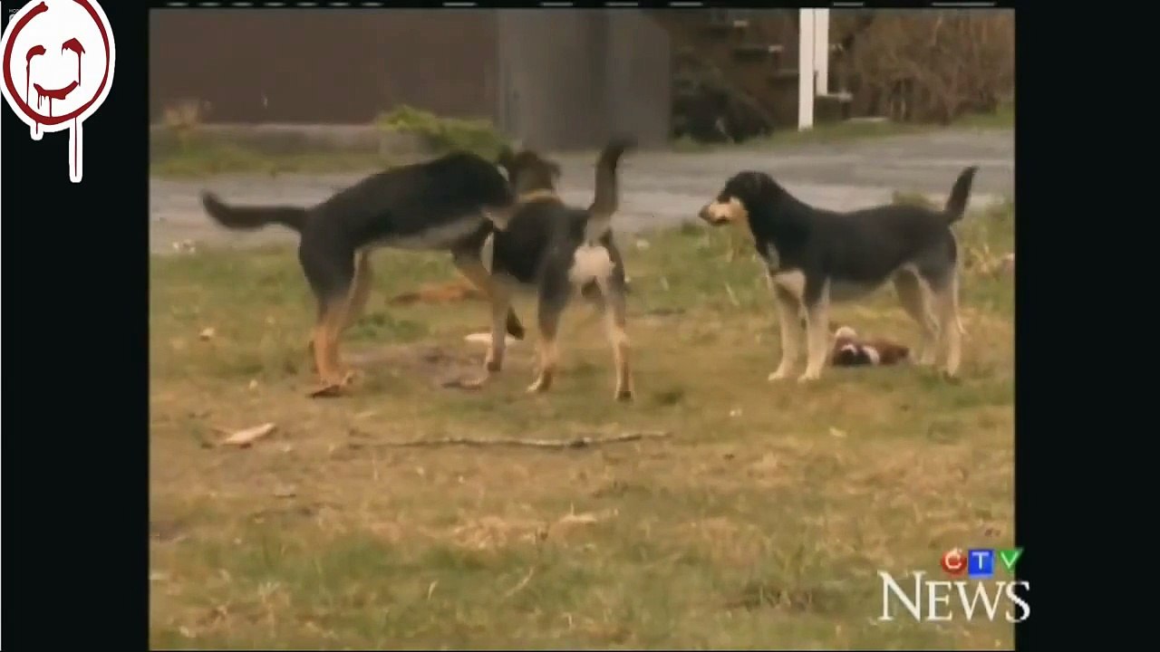 Wolf attacks a dog, Lobo ataca a un perro