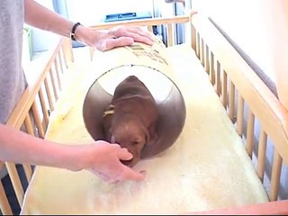 Ils ont cru que cette petite chienne serait une ratée