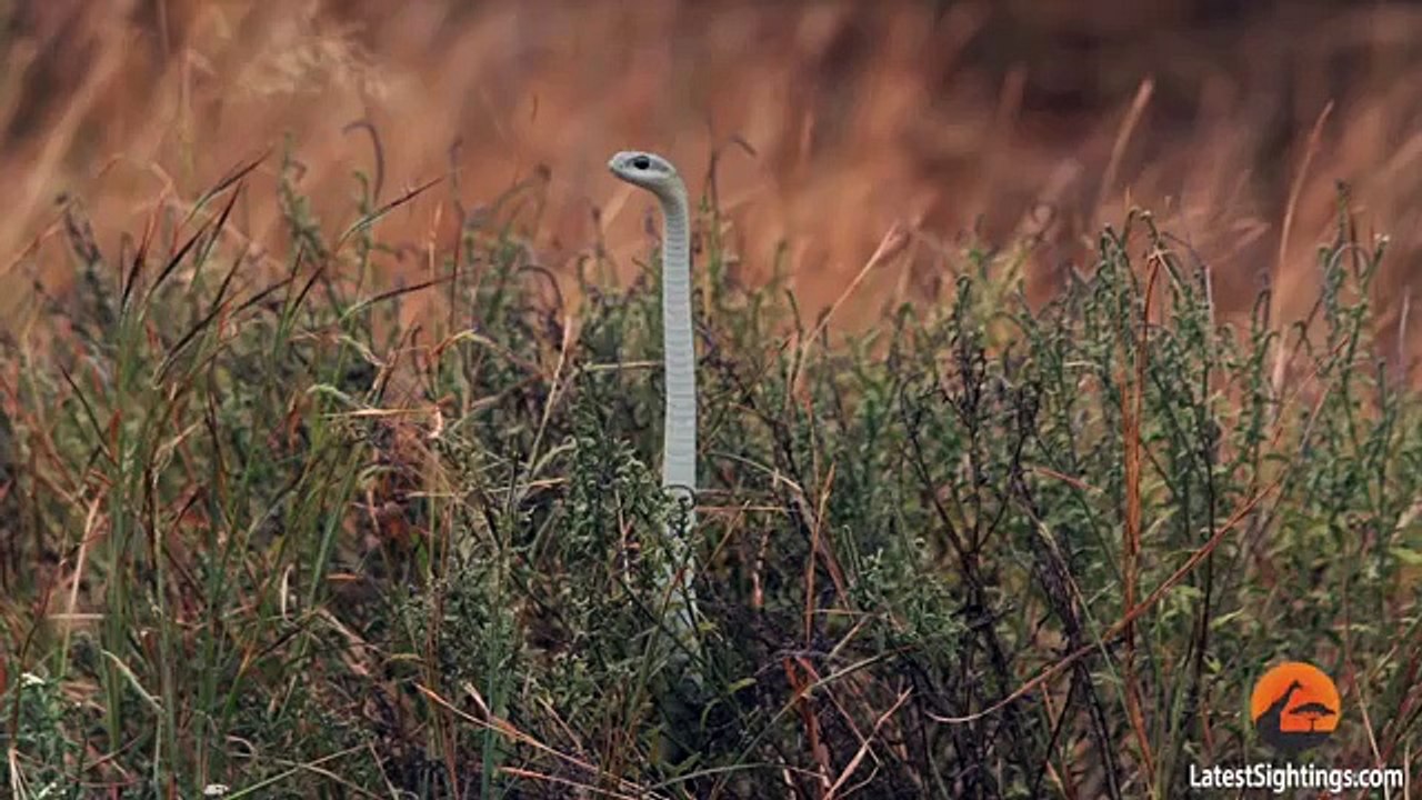 Boomslang Snake Kills a Chameleon Quickly & Swiftly